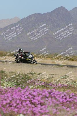 media/Feb-04-2023-SoCal Trackdays (Sat) [[8a776bf2c3]]/Turn 15 Inside Blooming (1050am)/